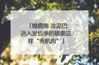 缠鹿角 涂泥巴 进入发情季的雄鹿这样“秀肌肉”