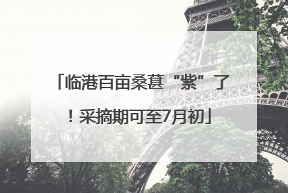 临港百亩桑葚“紫”了！采摘期可至7月初