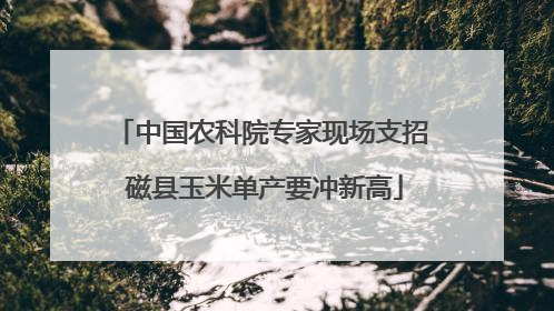 中国农科院专家现场支招 磁县玉米单产要冲新高