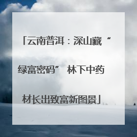 云南普洱：深山藏“绿富密码” 林下中药材长出致富新图景