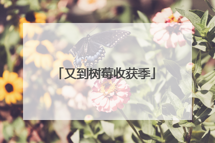 又到树莓收获季