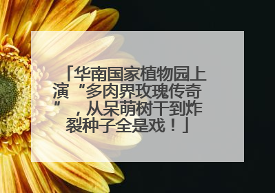 华南国家植物园上演“多肉界玫瑰传奇”，从呆萌树干到炸裂种子全是戏！