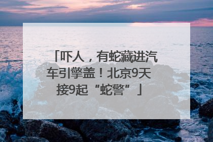 吓人,有蛇藏进汽车引擎盖!北京9天接9起“蛇警”