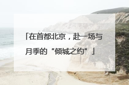 在首都北京，赴一场与月季的“倾城之约”