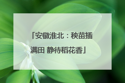 安徽淮北：秧苗插满田 静待稻花香
