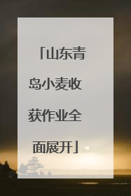 山东青岛小麦收获作业全面展开