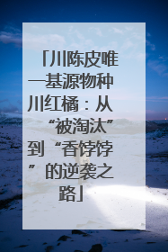 川陈皮唯一基源物种川红橘：从“被淘汰”到“香饽饽”的逆袭之路