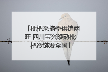 枇杷采摘季供销两旺 四川宝兴晚熟枇杷冷链发全国
