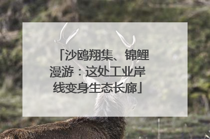 沙鸥翔集、锦鲤漫游：这处工业岸线变身生态长廊