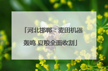 河北邯郸：麦田机器轰鸣 夏粮全面收割