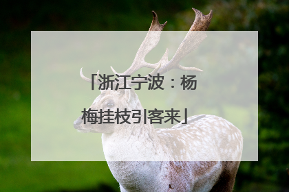 浙江宁波：杨梅挂枝引客来