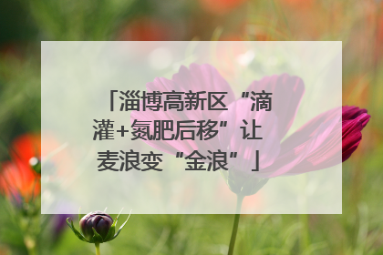 淄博高新区“滴灌+氮肥后移”让麦浪变“金浪”