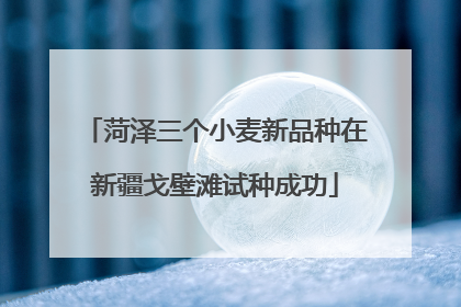 菏泽三个小麦新品种在新疆戈壁滩试种成功