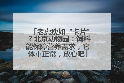 老虎瘦如“卡片”？北京动物园：饲料能保障营养需求，它体重正常，放心吧