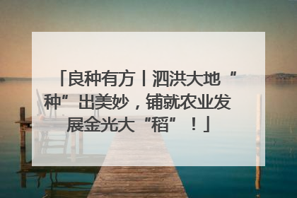 良种有方丨泗洪大地“种”出美妙，铺就农业发展金光大“稻”！