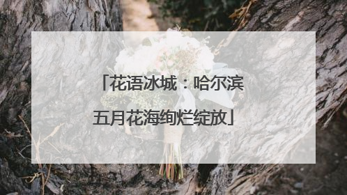 花语冰城：哈尔滨五月花海绚烂绽放