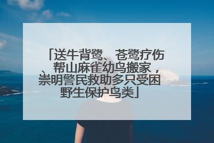 送牛背鹭、苍鹭疗伤、帮山麻雀幼鸟搬家，崇明警民救助多只受困野生保护鸟类