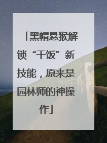 黑帽悬猴解锁“干饭”新技能，原来是园林师的神操作